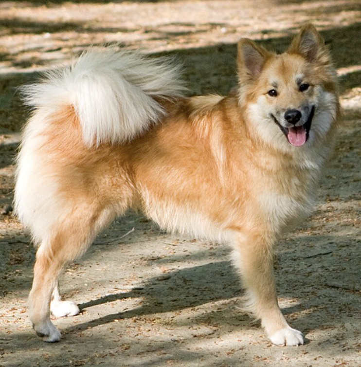 Icelandic Sheepdog