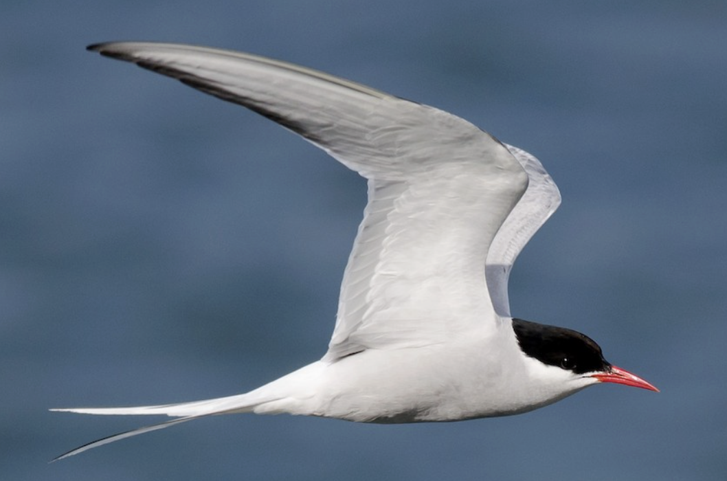 Arctic Tern