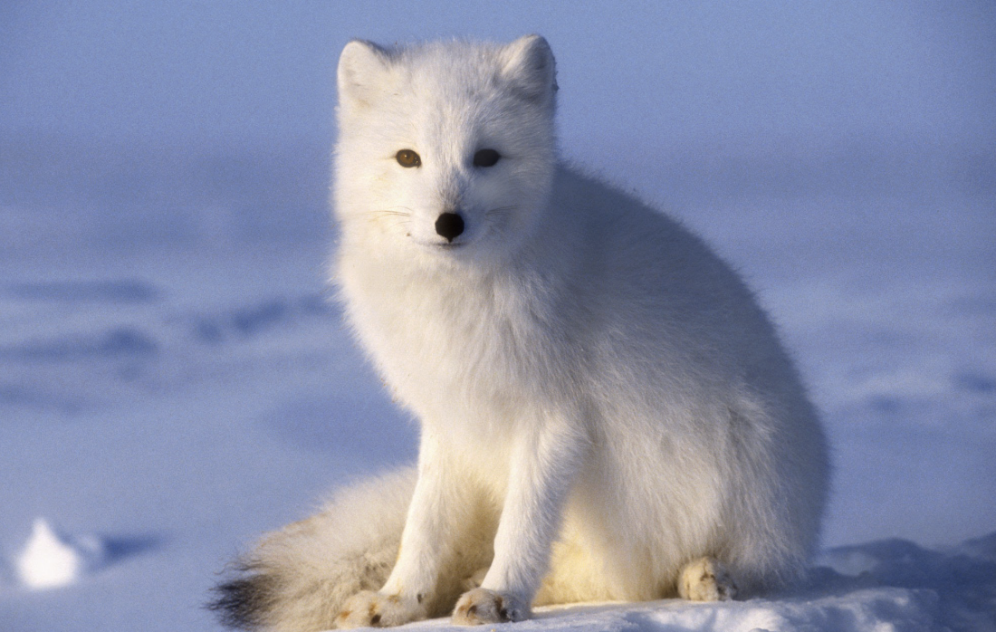 Arctic Fox