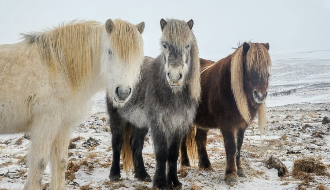 Icelandic Horse
