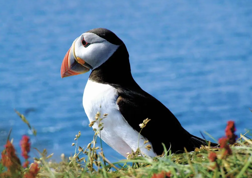 puffin